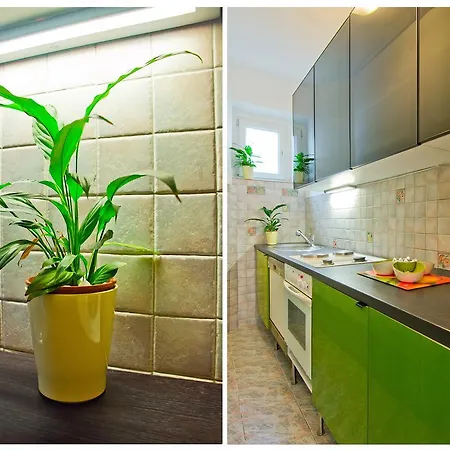 Apartment Lemon Tree